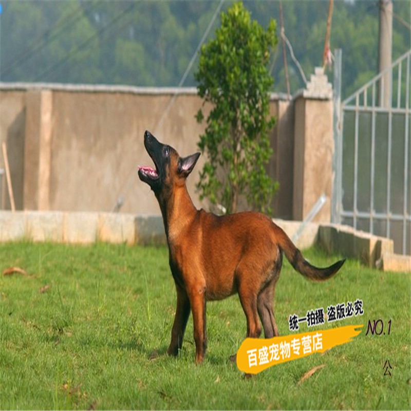 别态萌出售马犬幼犬纯种 马里努阿犬家养 活体宠物狗大型看家护卫工作