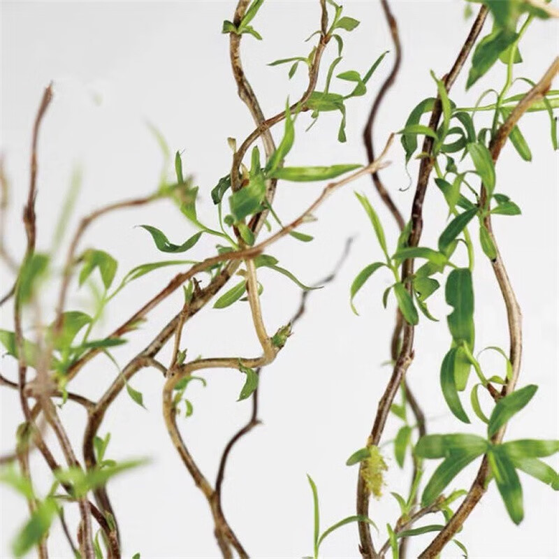 雅卉龙柳干树枝水培龙柳鲜枝水养懒人植物室内客厅落地长杆鲜花1.5米 龙柳10枝1.5米左右高