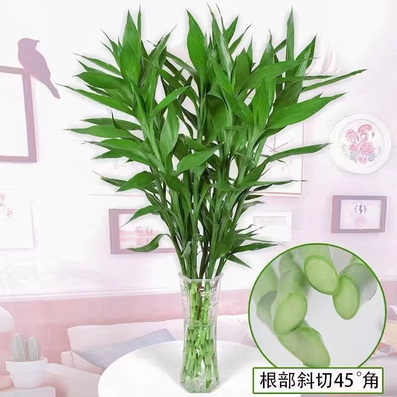 ӣϼ������ˮ��ֲ��ˮ�������������� ������5֧�������衿Դͷֱ��