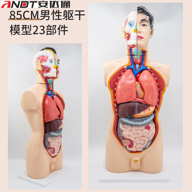 安达通 人体躯干模型解剖附内脏 心脏 器官可拆卸医学教学 85cm男性