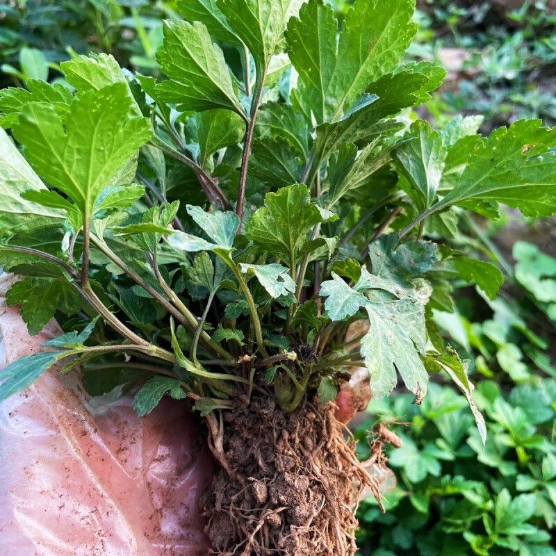 新鲜现挖真珠菜珍珠菜苗角菜红根草甜菜苗红艾苗鸭脚艾苗四季 特大苗3