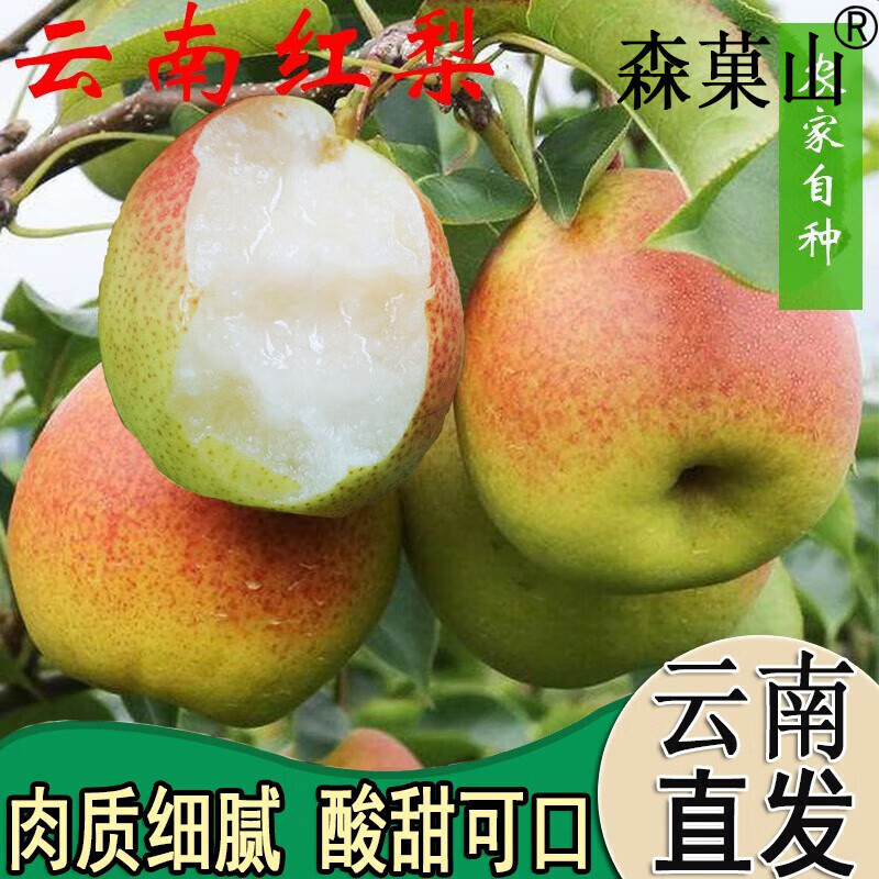 【国庆送礼】云南高原红梨 酸甜多汁火把梨新鲜梨子当季水果 大果 5斤