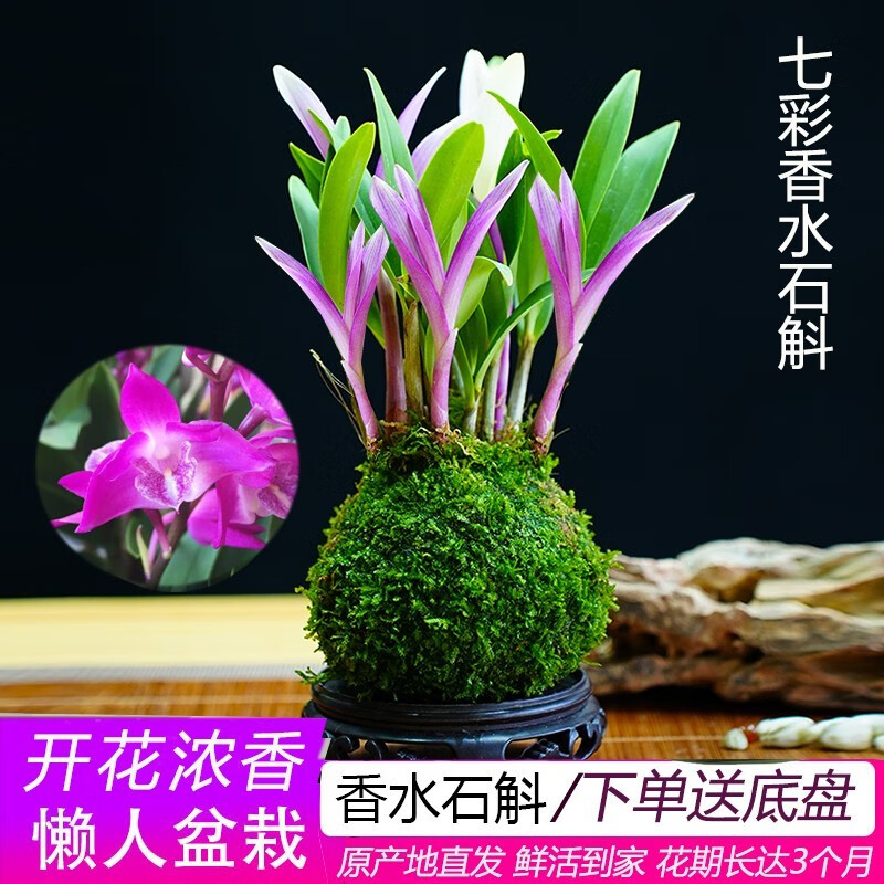 劉閣蘭花七彩香水石斛兰花冬带花好养绿植浓香型水培绿植浓香室内花卉盆栽 10苗七彩石斛当年开花苔藓球配底座