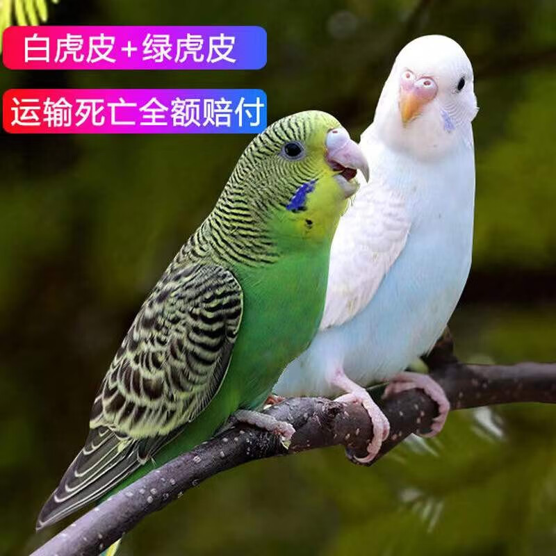 麦叮卡 鸟活体活宠物鸟体虎皮鹦鹉黄化玄凤活体可以手养的鸟可训练