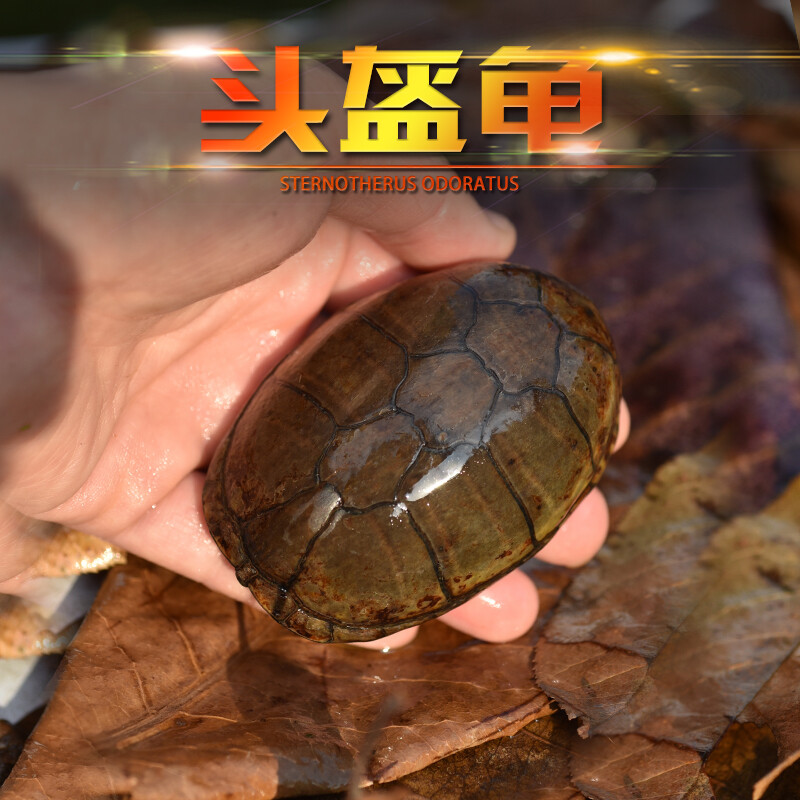 麝香龟麝香蛋龟活体深水龟剃刀龟乌龟苗观赏龟宠物龟活物 全品头盔龟