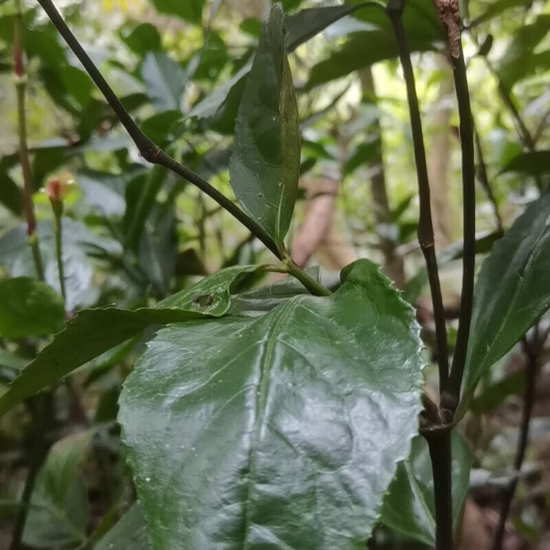 广东九节茶肿节风根头九节莲根接骨铁打中药材草药干品 新鲜九节草500