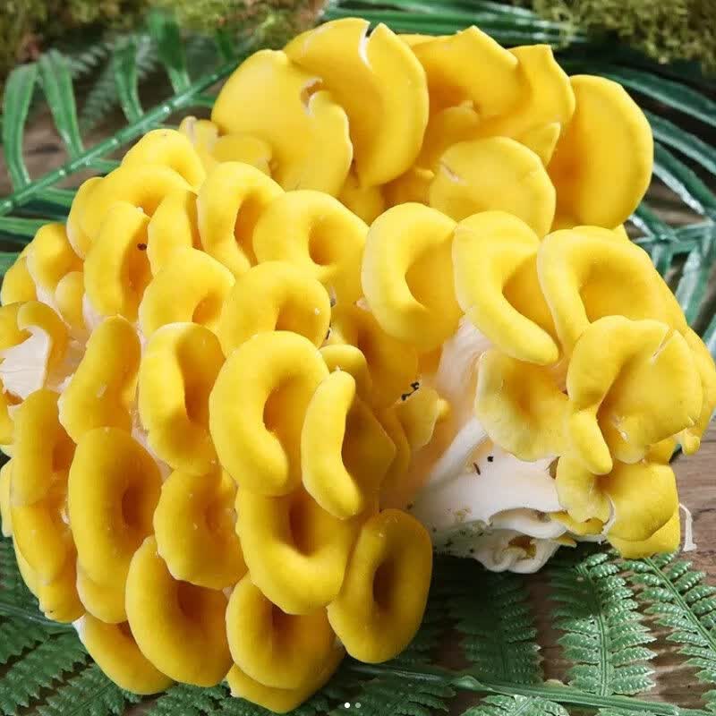 盘中玉云南特产新鲜鸡油菌榆黄蘑黄金菇黄丝菌食用菌煲汤火锅菌菇