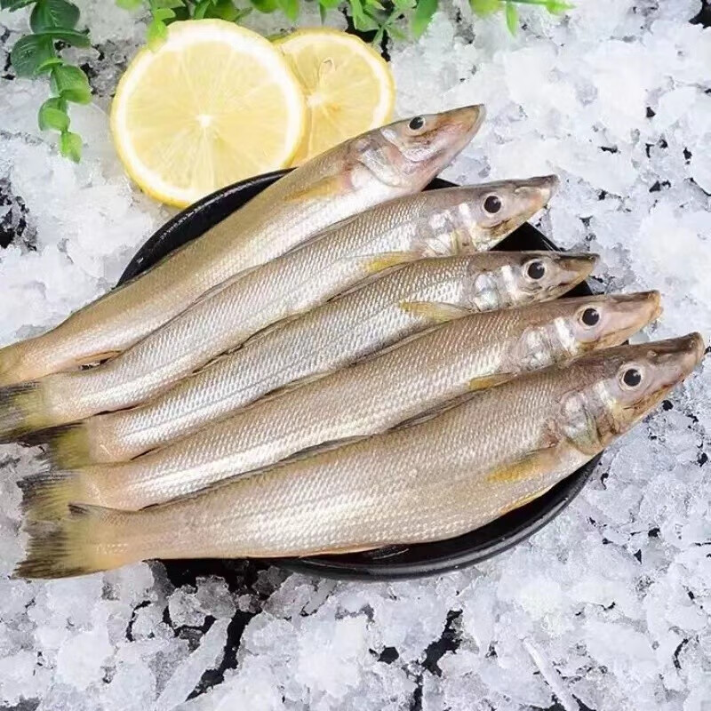 京尊达沙丁鱼新鲜海捕深海鱼速冻冰鲜海鲜水产烧烤食材 5斤装