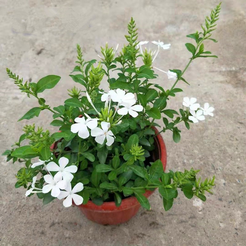 春沭蓝雪花苗蓝雪花盆栽蓝雪花盆栽阳台四季观花植物庭院爬藤攀援  白