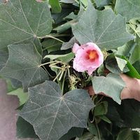 伟博山草药现采 木芙蓉 大叶芙蓉 新鲜500克 500g