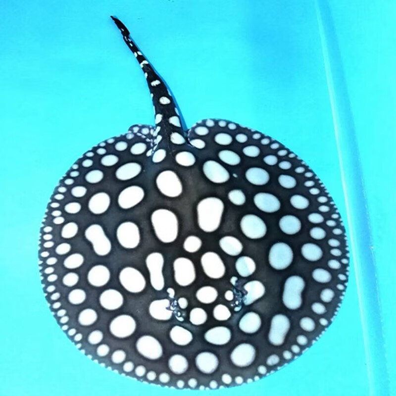 jypet黑白皇冠魟鱼活体鱼珍珠魟黑金魟鱼魔鬼鱼热带鱼观赏鱼 黑金魟鱼