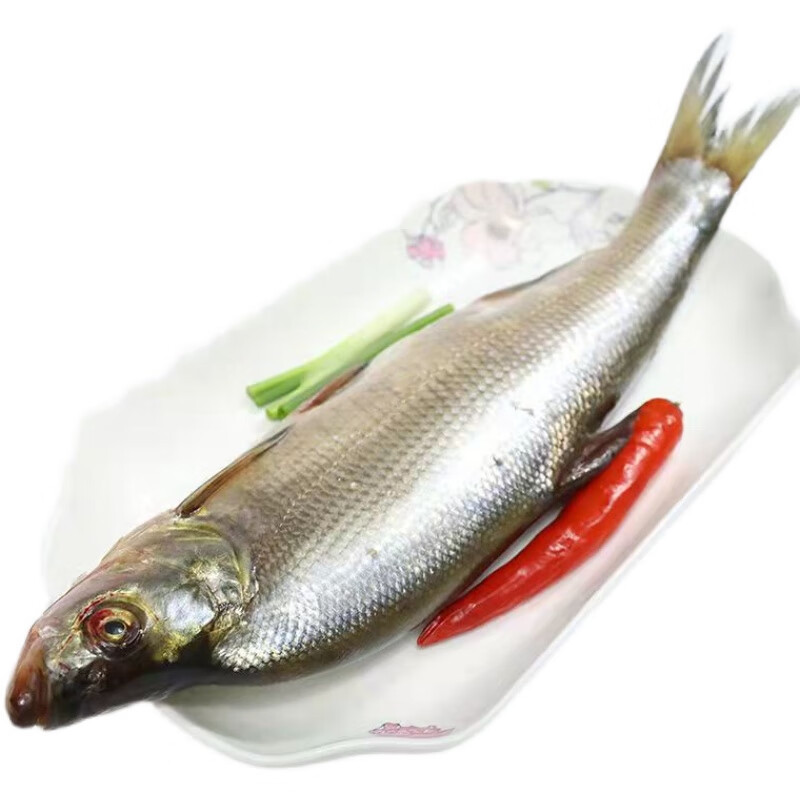 皓谦淡水鱼自然捕获新活鲜水产现杀翘嘴鲌翘嘴鱼白鱼大白刁撅嘴 1条