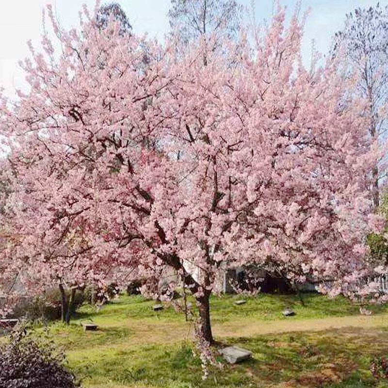 四季好养樱花苗樱花树苗樱花苗木树苗 50-80厘米3棵苗【可备注品种】