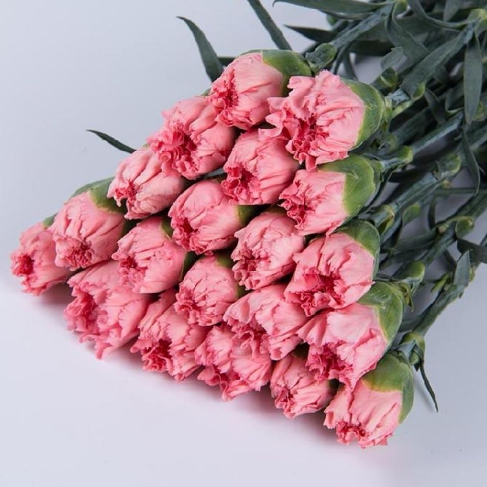 直发康乃馨鲜花单头真花家用水养 伊人单头1束(18 2支防损) 保鲜剂