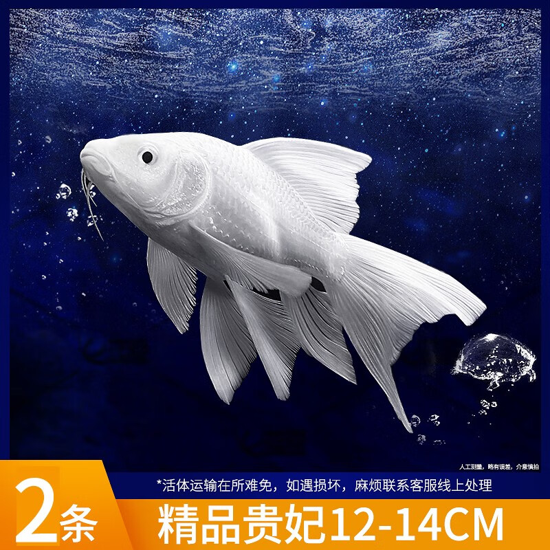 聪腾白色蝴蝶鲤鱼球体短身大鳍长尾好养冷水鱼锦鲤红色观赏鱼活体