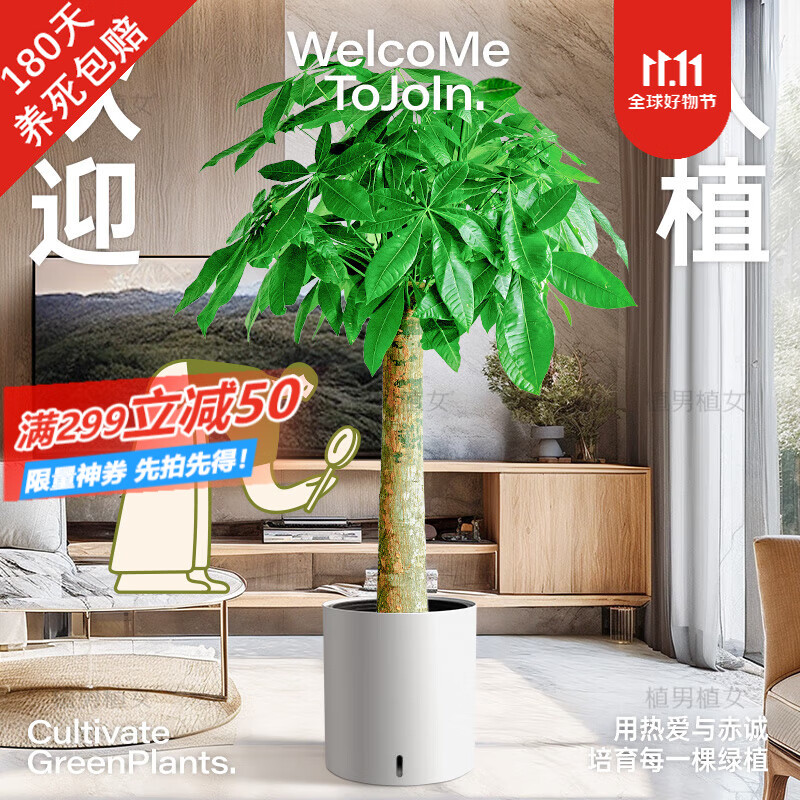 植男植女发财树大棵盆栽客厅落地室内大型绿植物办公室好养绿植开业招财树 圆形白色盆 1.2-1.3m属于什么档次？