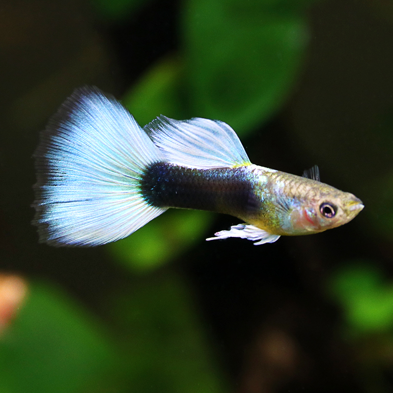 活体热带鱼观赏鱼凤尾鱼淡水繁殖孕母孔雀适合新手养 象牙白孔雀鱼1对