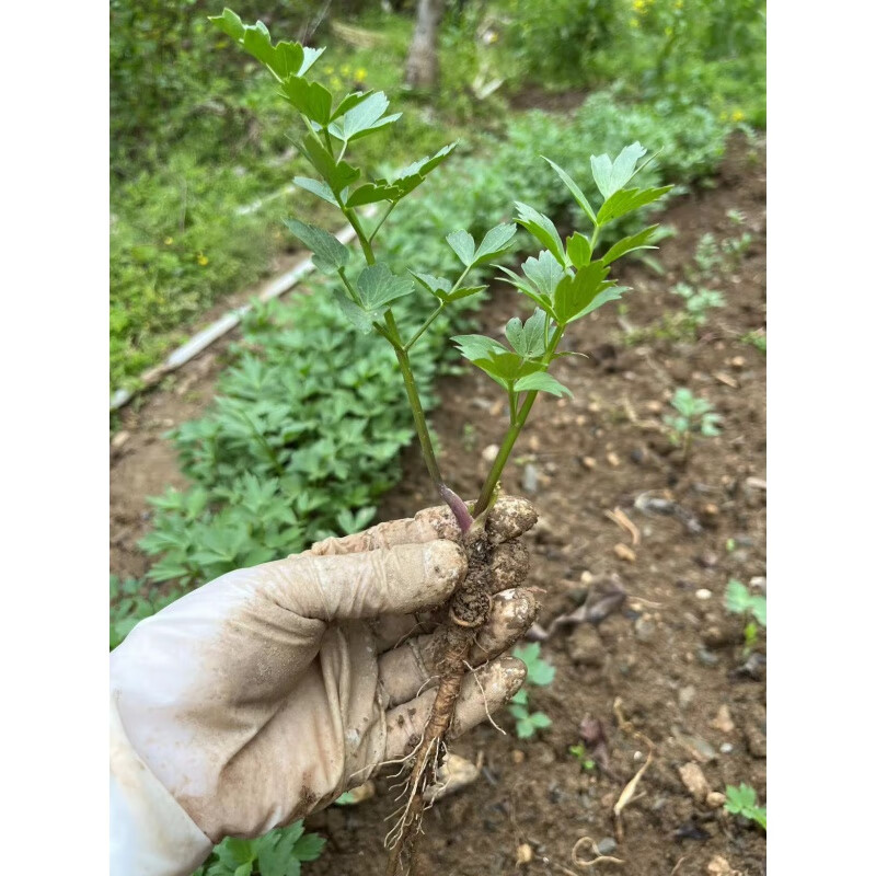 禾之润药材独活苗香独活独活种苗大活山大活川独活小苗肉独活重齿毛