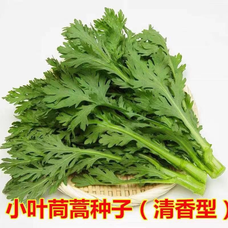 菜友小叶茼蒿种子皇帝菜种籽光杆蒿子秆四季播阳台盆栽庭院蔬菜种子