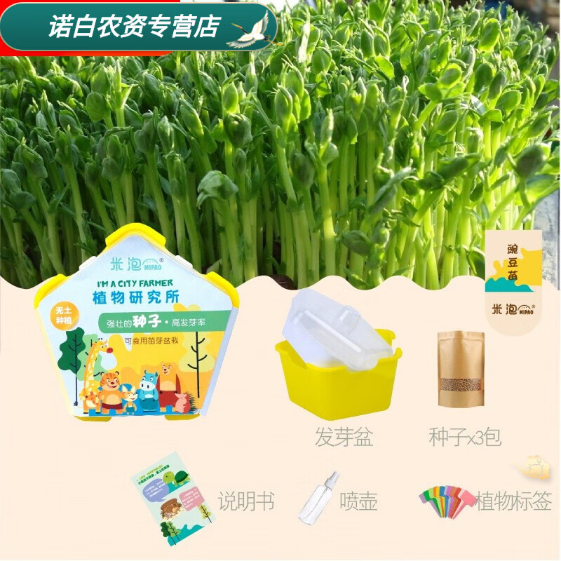 观察水培种植盆栽芽苗菜发芽生长 幼儿园小学生儿童科学实验 豌豆苗