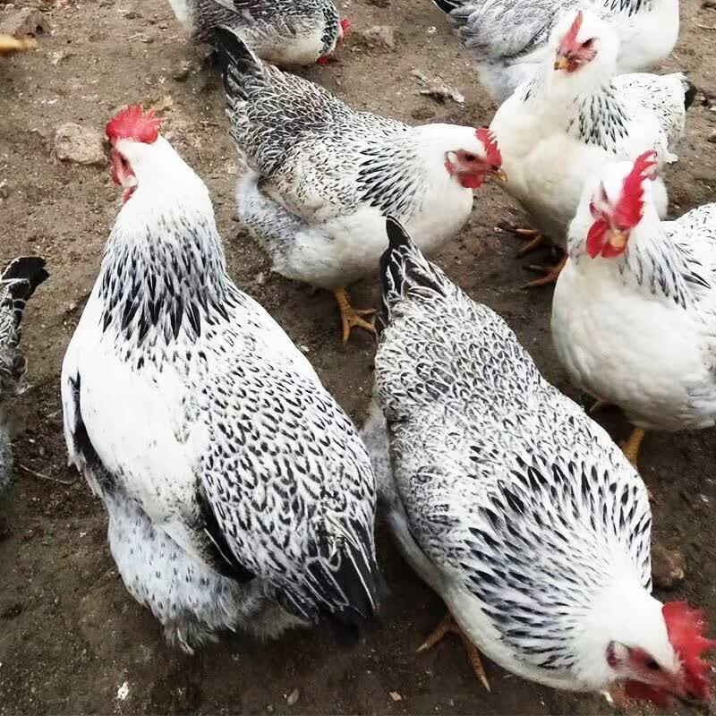 鸡正宗散养半斤白芦花鸡纯种半斤白芦花白芦花鸡苗仔(包活到家) 半斤
