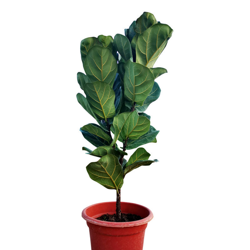 空气室内摆设防辐射四季长青好养麦桑荷 多叉琴叶榕高50-60厘米左右