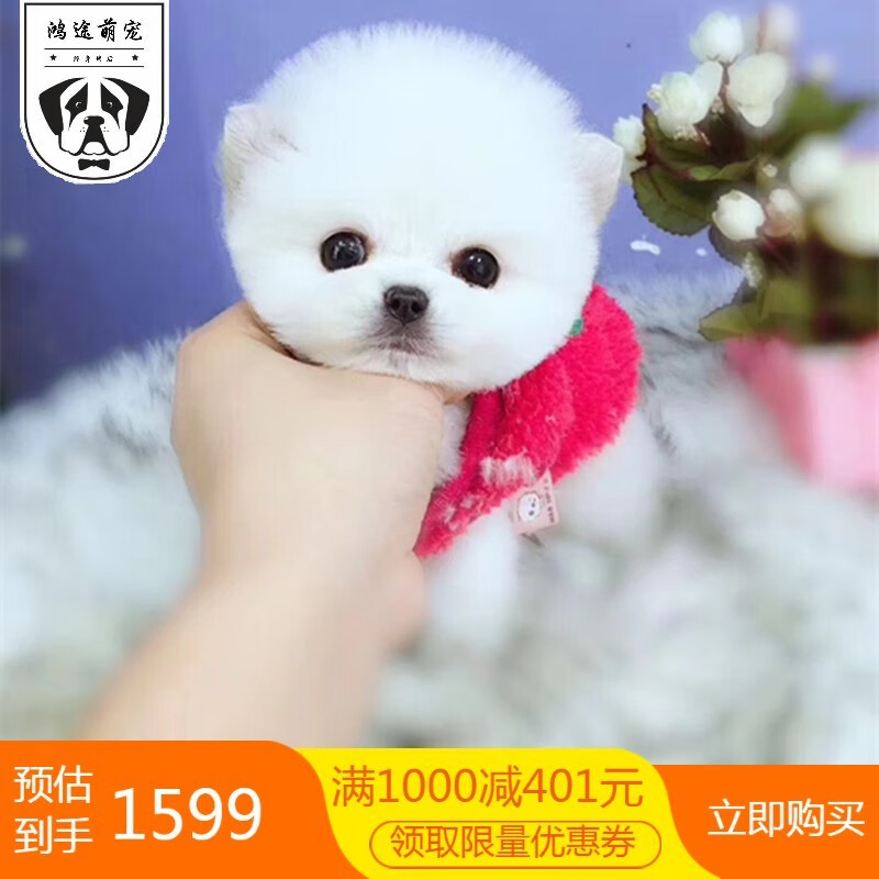 博美犬博美幼犬茶杯犬黄色白色宠物狗活体的可爱狗搏美哈多利系球体俊介宠物级s级母 虎窝购 博美犬博美幼犬茶杯犬黄色白色宠物狗活体的可爱狗搏美哈多利系球体俊介宠物级s级母 虎窝购