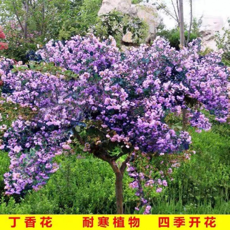 mojy紫丁香花树苗四季庭院盆栽植物浓香花卉当年开花丁香花苗 4年苗