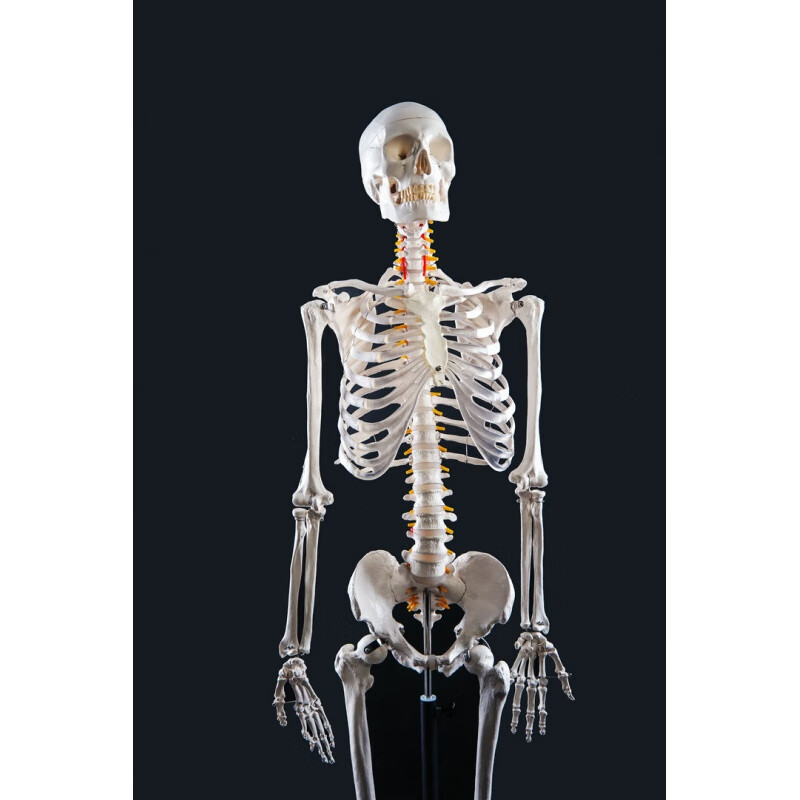 医学人体骨骼模型骨架 美术艺用医学标准的170cm人体大骨骼模型 170