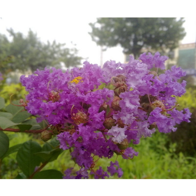 紫薇苗紫薇树苗红火箭紫薇花树苗庭院绿化风景树紫薇花苗 紫色2公分粗