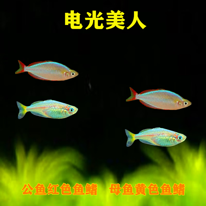 smvp电光美人鱼石美人刚果美人蓝美人电光球热带观赏鱼闯缸热带鱼活体