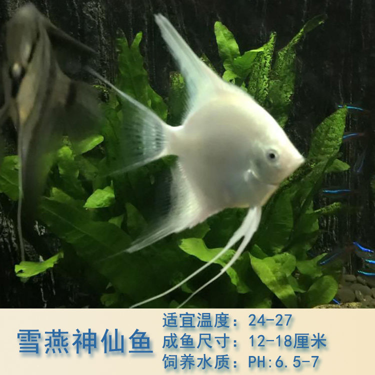 神仙鱼燕鱼秘鲁伊莎贝尔雪燕热带观赏鱼小型鱼苗套餐活体淡水 熊猫燕5