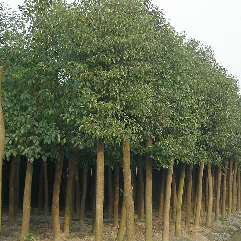 滨淇大叶香樟树四季常青植物香樟树苗绿化苗木 香樟树地径15公分1棵