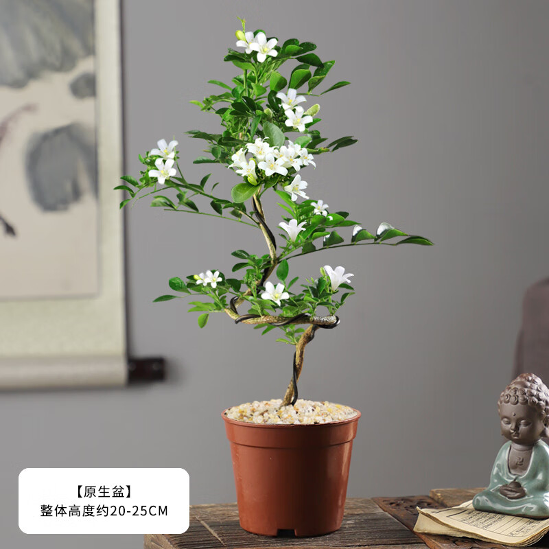 花卉四季开花七里香树苗老桩造型绿植盆景 九里香s弯老桩简易原土盆*1