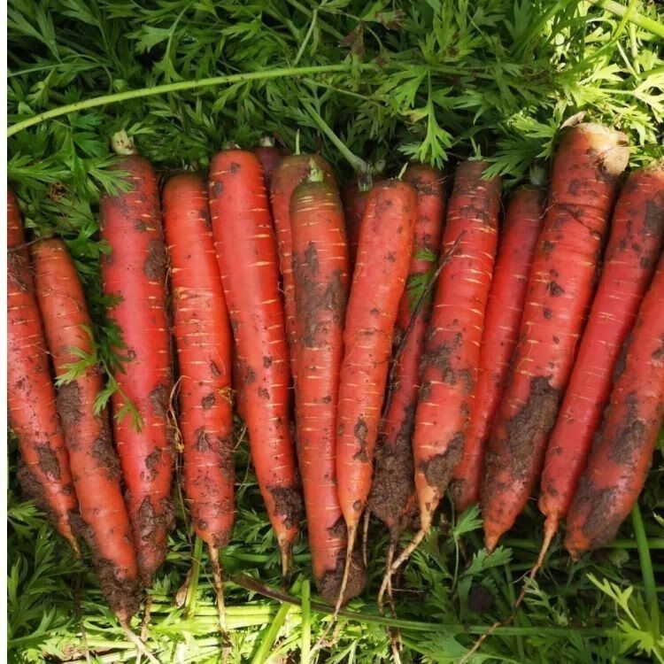 沙地红萝卜新鲜红萝卜蔬菜胡罗卜现挖现发红皮生吃即食 5斤