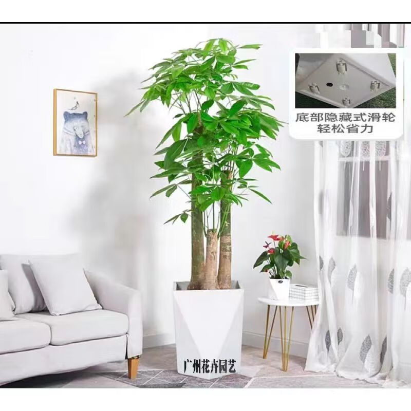 嘆為觀止發(fā)財(cái)樹客廳大盆栽開業(yè)送禮喬遷室內(nèi)綠植三桿步步高樹盆景大棵 粗桿步步高【1.5-1.6米】白色菱 含盆