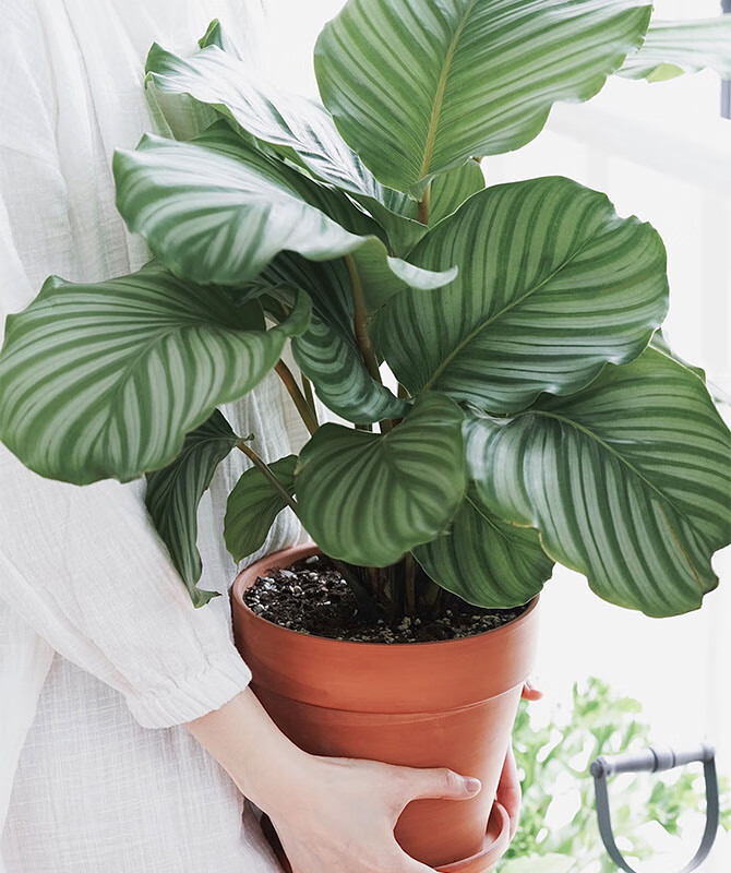 惜林园青苹果竹芋盆栽室内办公绿植水培植物客厅花卉植物植物盆栽