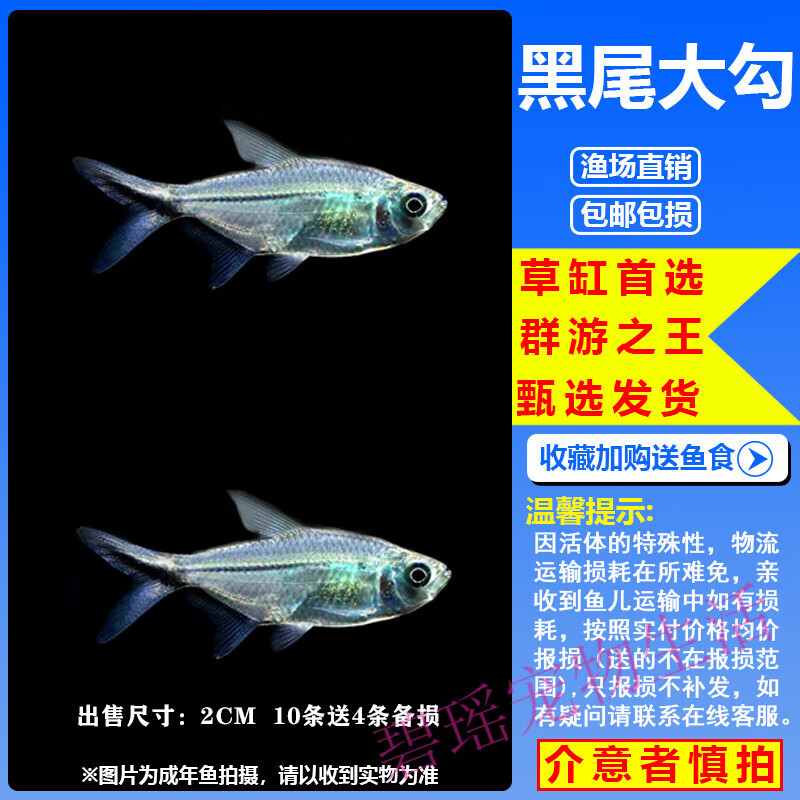 黑尾大勾群游鱼草缸小型活体热带观赏鱼淡水天使红大勾扯旗灯科鱼 2cm