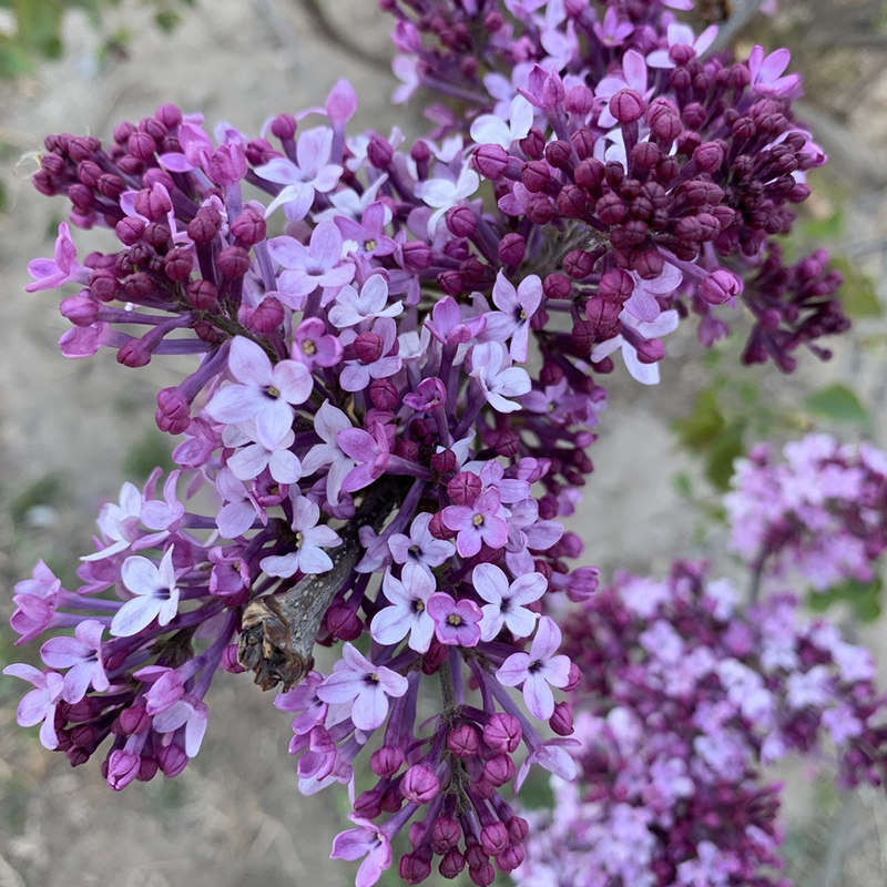 庭院开花树丁香花树苗浓香花卉紫丁香盆栽当年开花庭院地栽南方北方