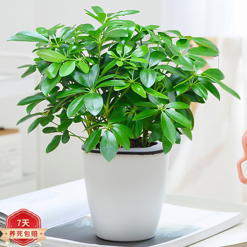 绿植盆栽网购最低价查询|绿植盆栽价格走势