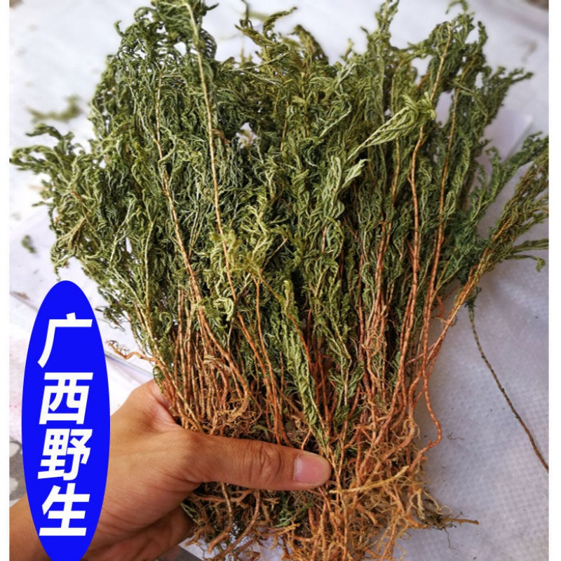 野生石柏岩柏草 江南卷柏 石上柏地柏地侧柏深绿卷柏 500克一斤 00克