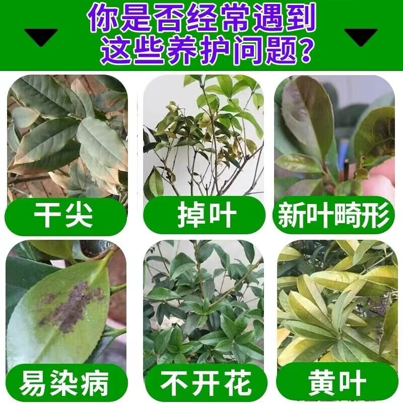 桂花树肥料专用肥枯叶斑病焦尖落黄叶花肥专用药营养液盆栽叶面肥 买3 送2【5瓶囤货装】