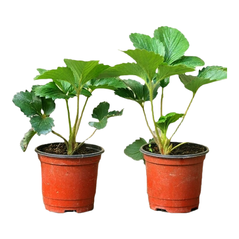 萌肉居四季种草莓苗多年生当年结果南北方种植/杯苗草莓苗15棵源头直发