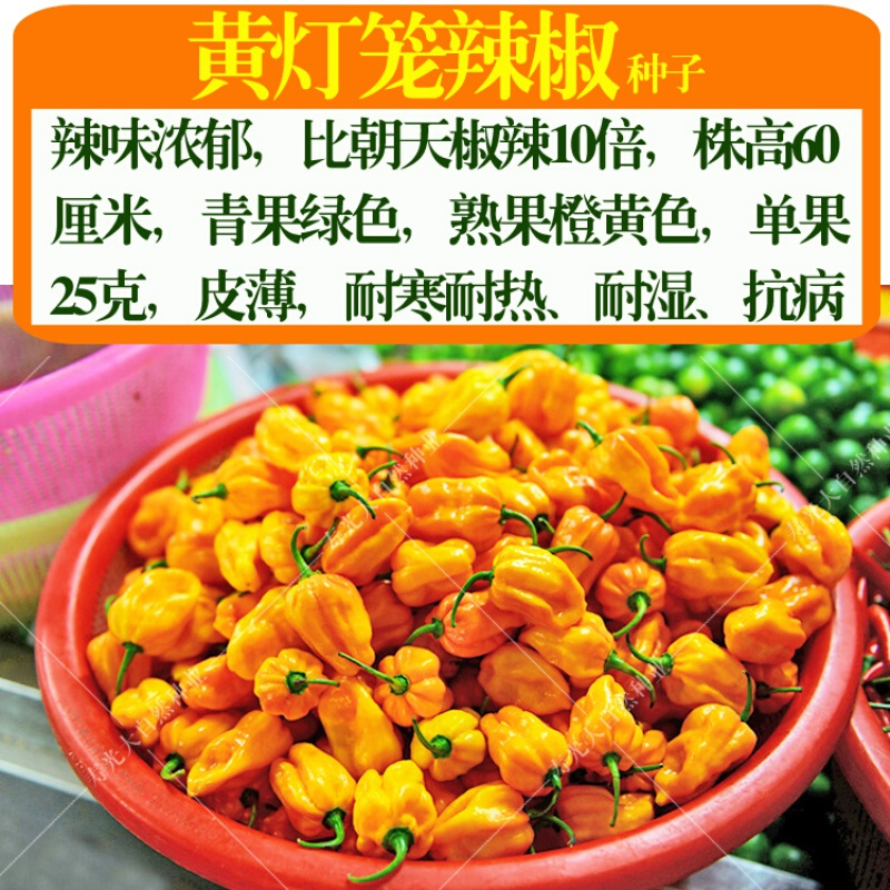 海南黄灯笼辣椒种子春季菜种籽特辣皇帝椒魔鬼椒阳台盆栽蔬菜种孑