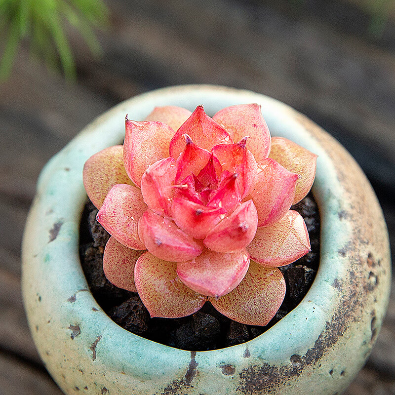刘不丁小海螺多肉植物稀有品种多肉小盆栽超萌肉肉进口贵货植物花陌派