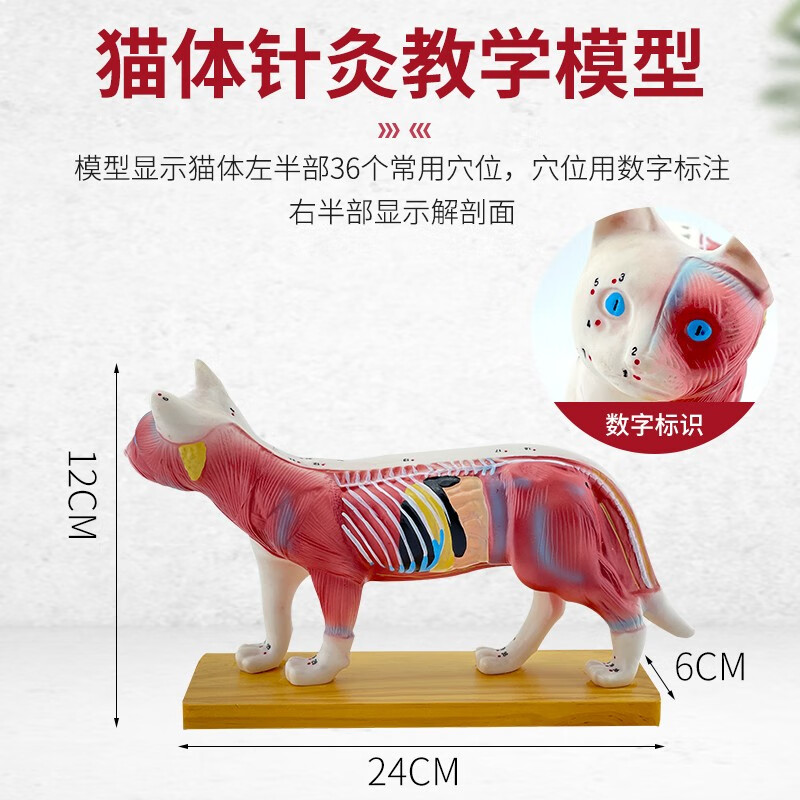 狗体 动物针灸穴位 兽医教学动物解兽医学习 动物解剖宠物模型 猫针灸