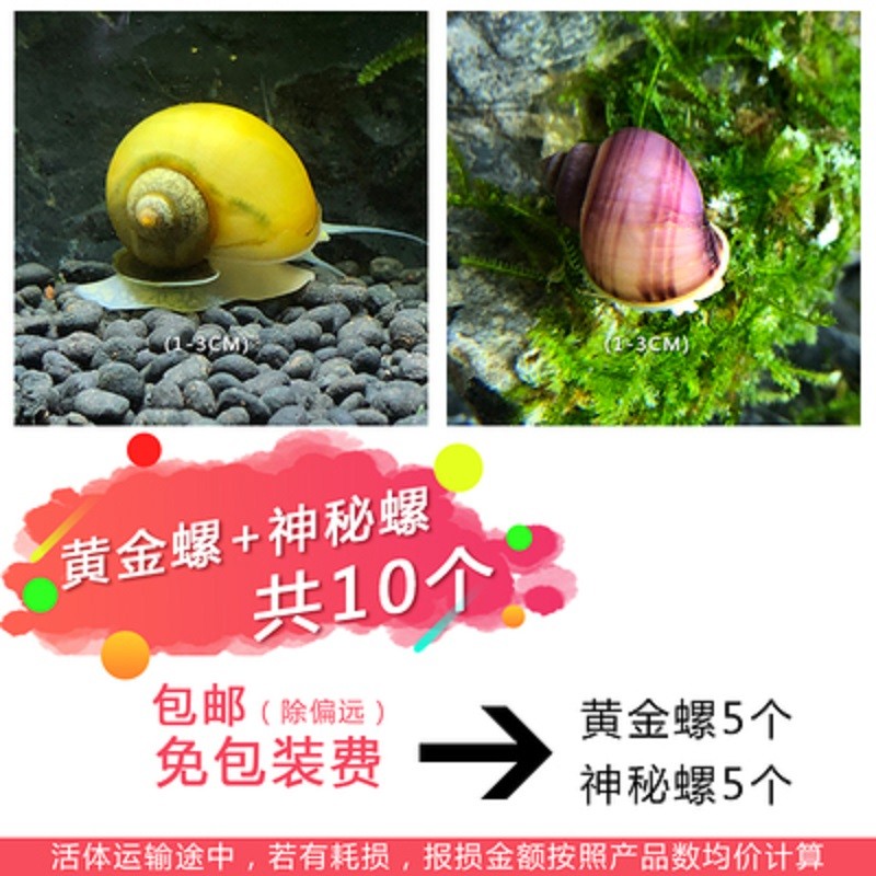 水族活体购物助手|水族活体价格比较