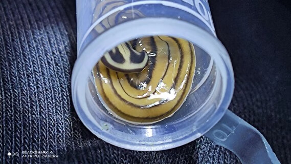 笄蛭涡虫 蛞蝓 蜗牛 微观 宠物 寝室 涡虫 蚯蚓杀手 雨林缸 随机涡虫