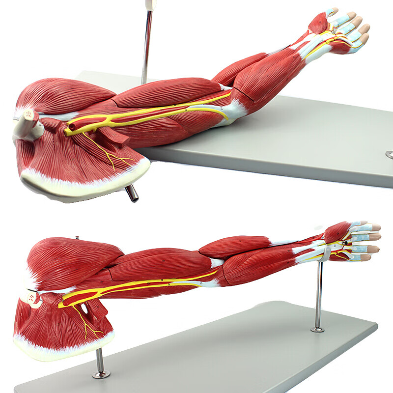 医学人体上肢肌肉解剖模型i神经血管动静脉结构手臂盛和爱众 学医学