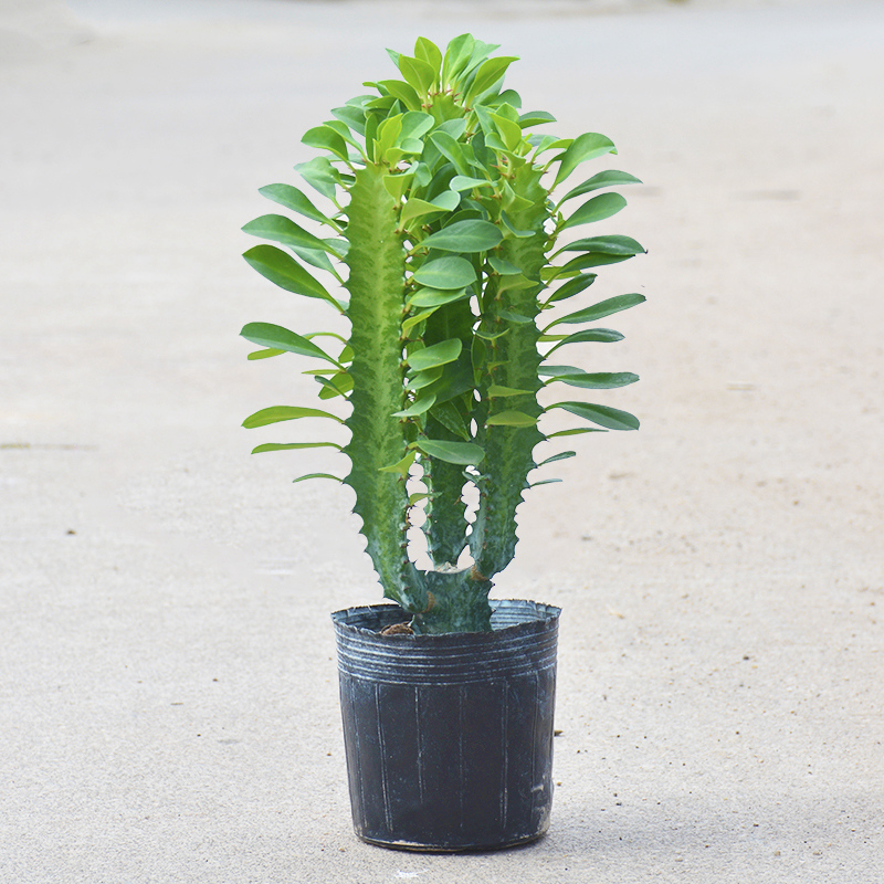植淓缘巴西龙骨盆栽肉质灌木三角霸王鞭量天尺麒麟净化空气攀援多肉